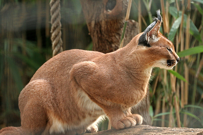 Interesting Facts About The Caracal