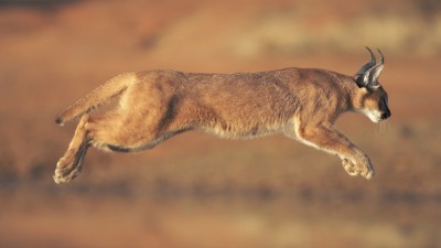 Interesting Facts About The Caracal